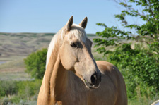 Canada-Saskatchewan-Saskatchewan River Valley Ranch